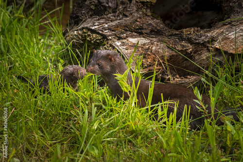 Adult American Mink (Neovison vison) and Kit