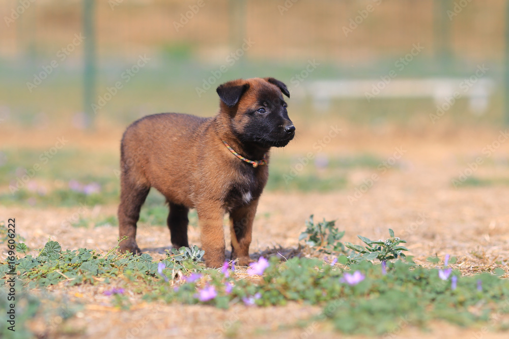 belgian shepherd puppy