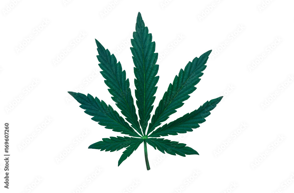 marijuana background. bush cannabis. marijuana background. bush cannabis.