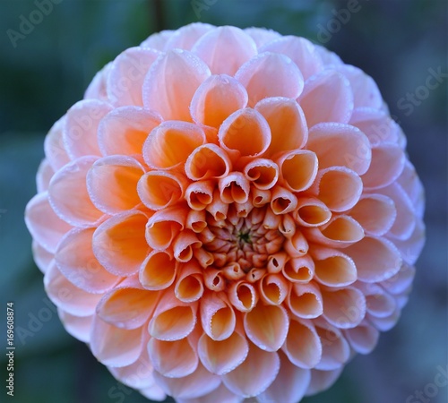 Fototapeta Naklejka Na Ścianę i Meble -  Dahlie auf der Wiese in Zollikon 