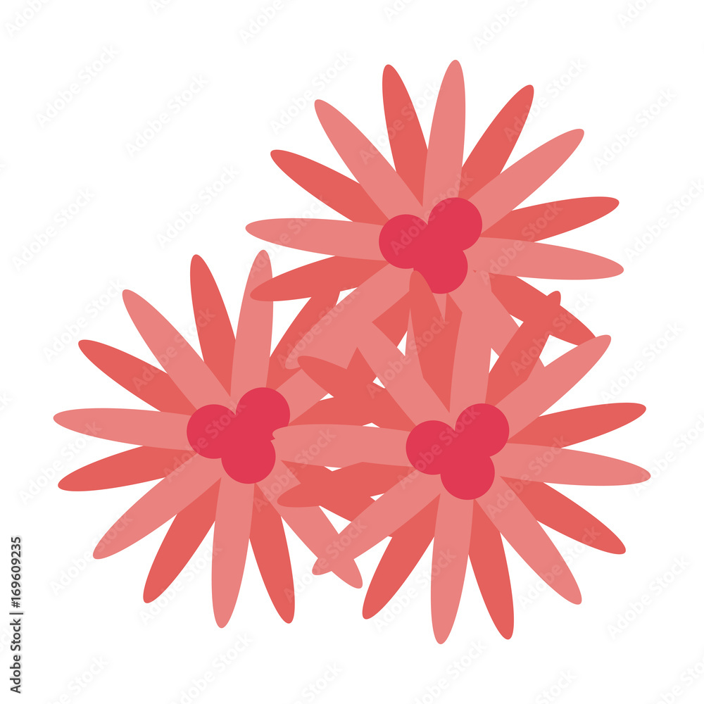 three pink flowers icon image vector illustration design 