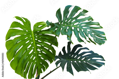 Large green leaves of monstera or split-leaf philodendron (Monstera deliciosa) the tropical foliage plant growing in wild isolated on white background, clipping path included.