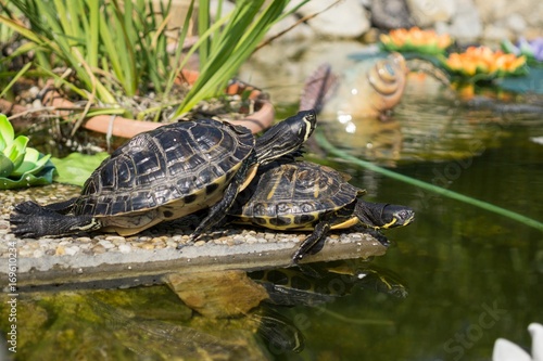 Turtle in the lake. Slovakia