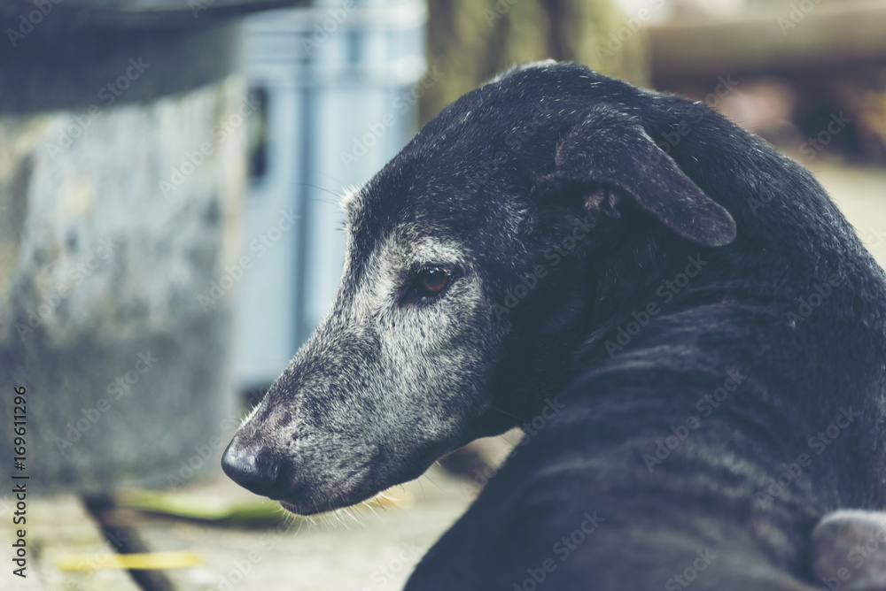 Fototapeta premium Sleeping dog in the green atmosphere of nature