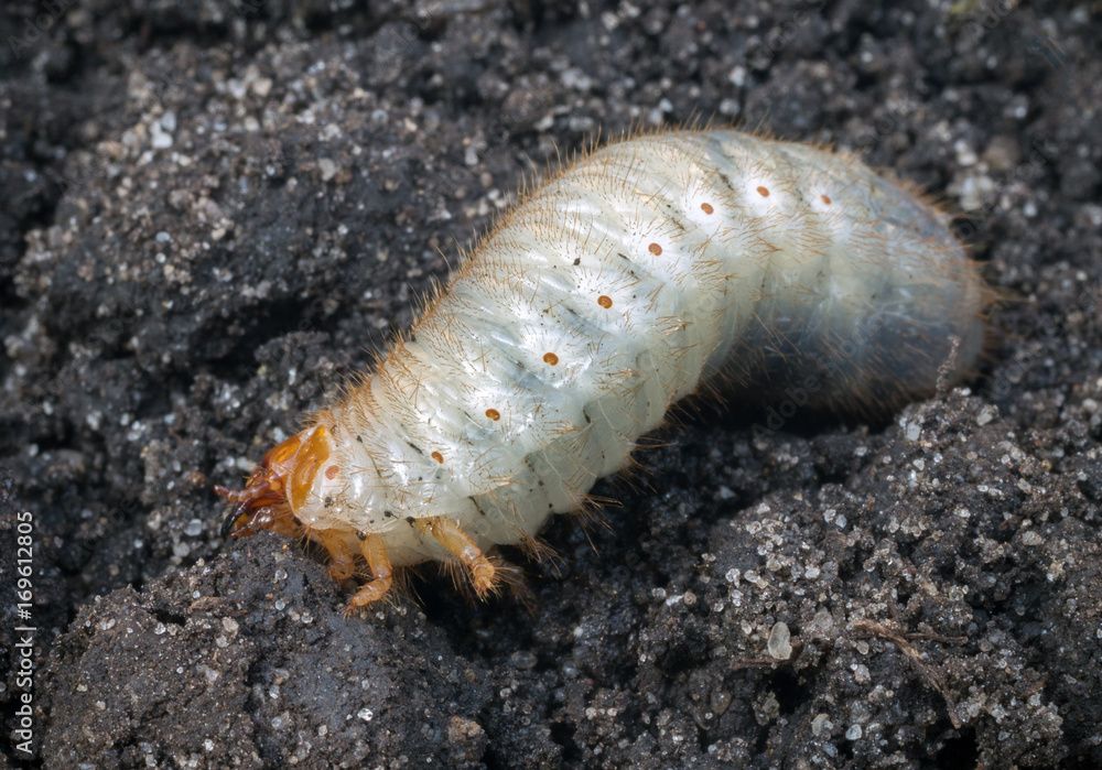 White chafer grub against the background of the soil. Larva of the May beetle. Agricultural pest. White chafer grub against the background of the soil. Larva of the May beetle. Agricultural pest.