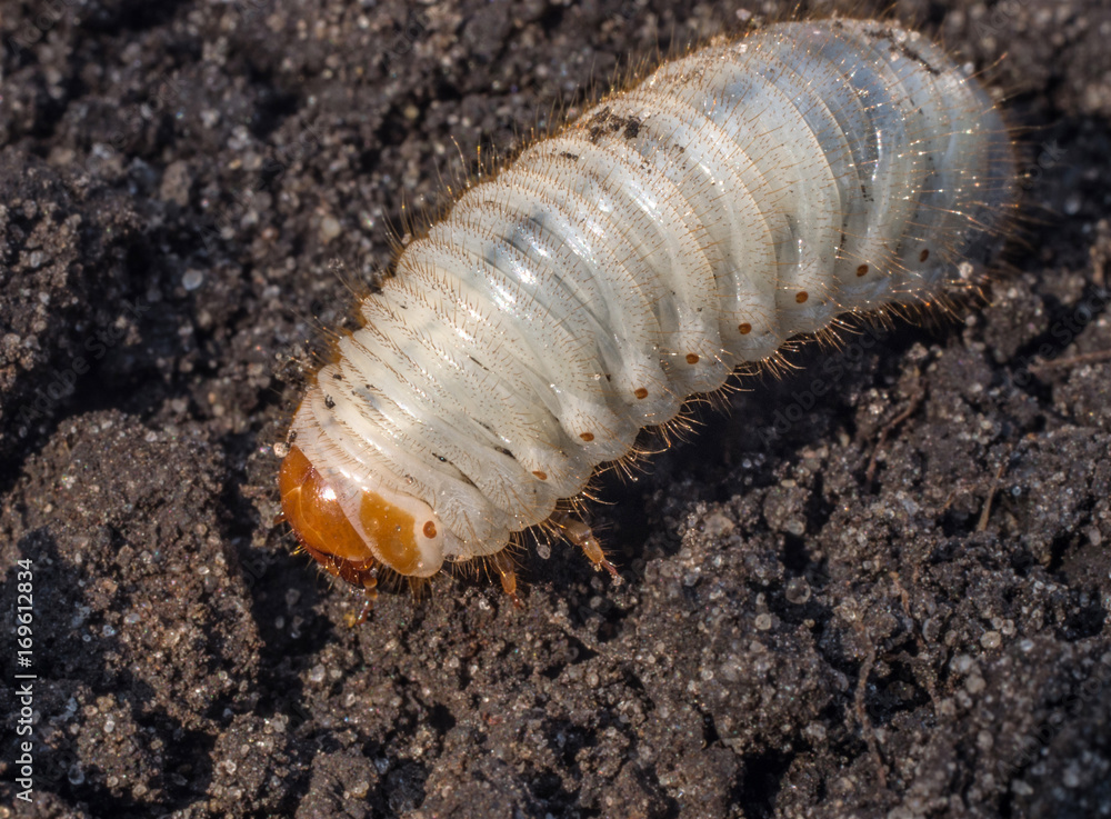 White chafer grub against the background of the soil. Larva of the May beetle. Agricultural pest. White chafer grub against the background of the soil. Larva of the May beetle. Agricultural pest.