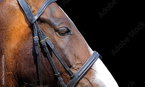 Fototapeta Naklejka Na Ścianę i Meble -  Profile of a head of a bay horse isolated on a black background. The bridle on a horse