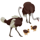 Ostriches with their children on white background / There are two ostriches with two their children in cartoon style
