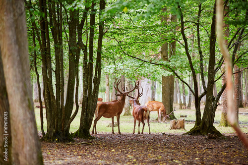 Wild deers in mixed pine and deciduous forest