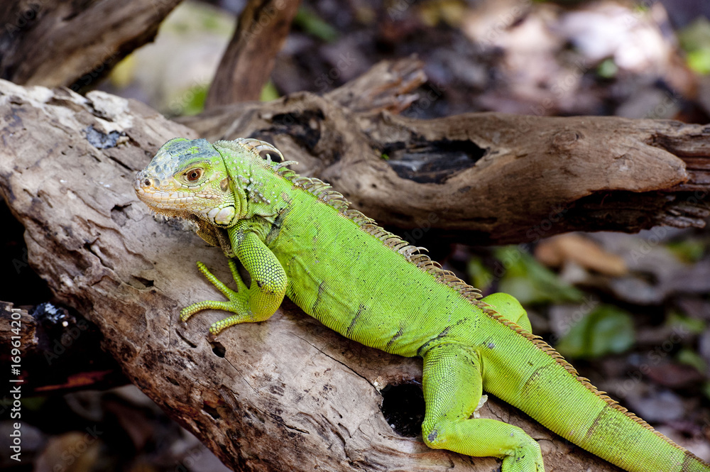 iguane iguane