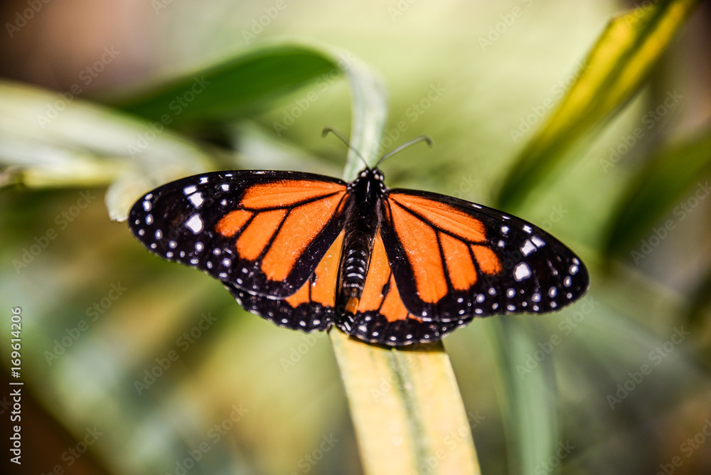 Butterfly Butterfly