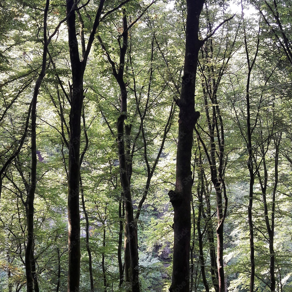 Obraz premium Forest view trees wild