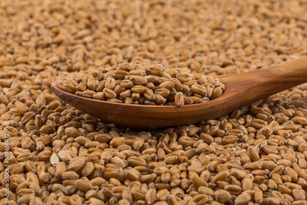 Wheat grain on white Wheat grain on white
