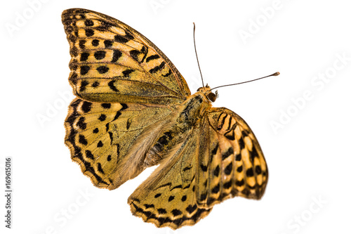 Butterfly Silver-Washed fritillary, lat. Argynnis paphia,  isolated on white background