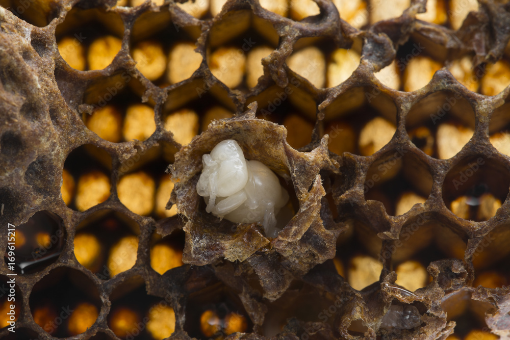 Swarm Queen Cell Emergency Queen Cell Artificial Queen Cell With Bee