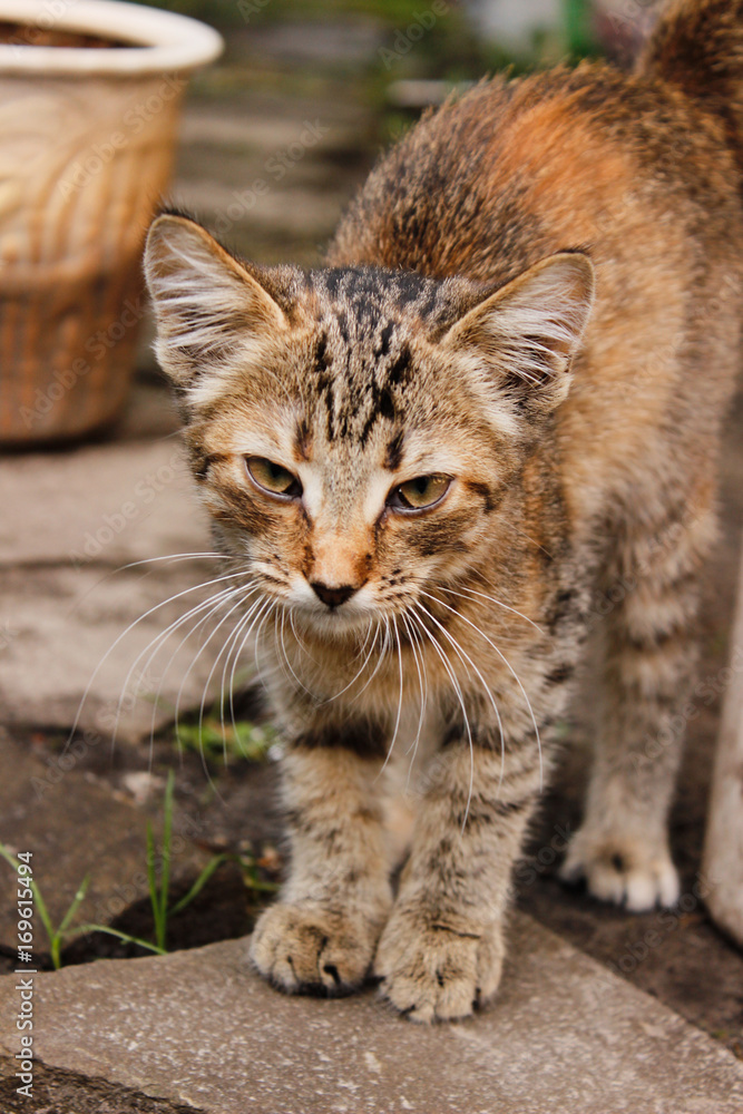 Striped brown kitten with big ears and mustaches close-up Striped brown kitten with big ears and mustaches close-up