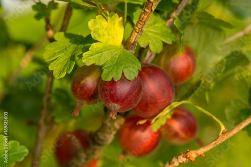 Red gooseberry berries on a branch surrounded by leaves