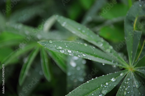 Macro detail of green leaf after rain