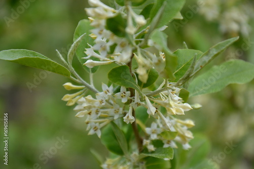 Elaeagnus umbellata in bloom
