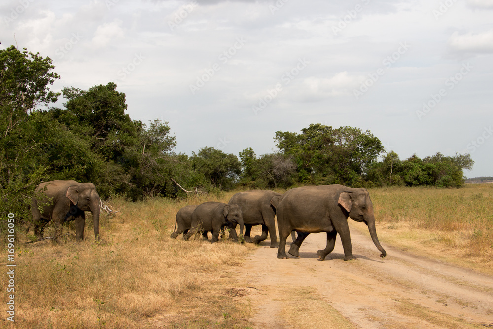 a group of elephants in kandulla national park in Sri Lanka