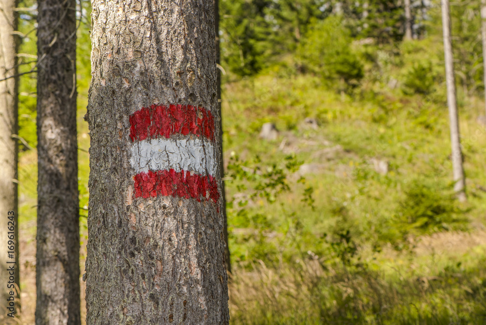 Forest background