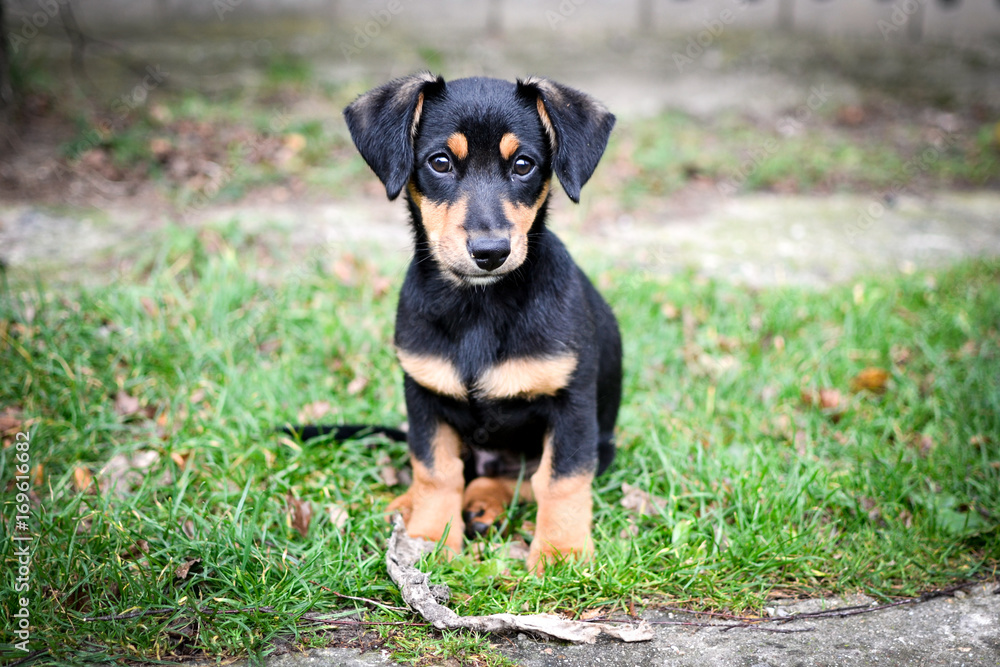 puppy puppy