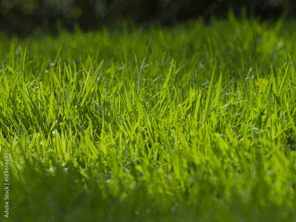 Grass Grass