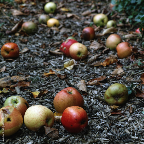 Fallen apples on a garden path