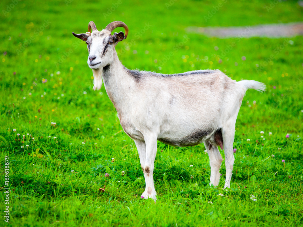 White goat standing in the green grass.