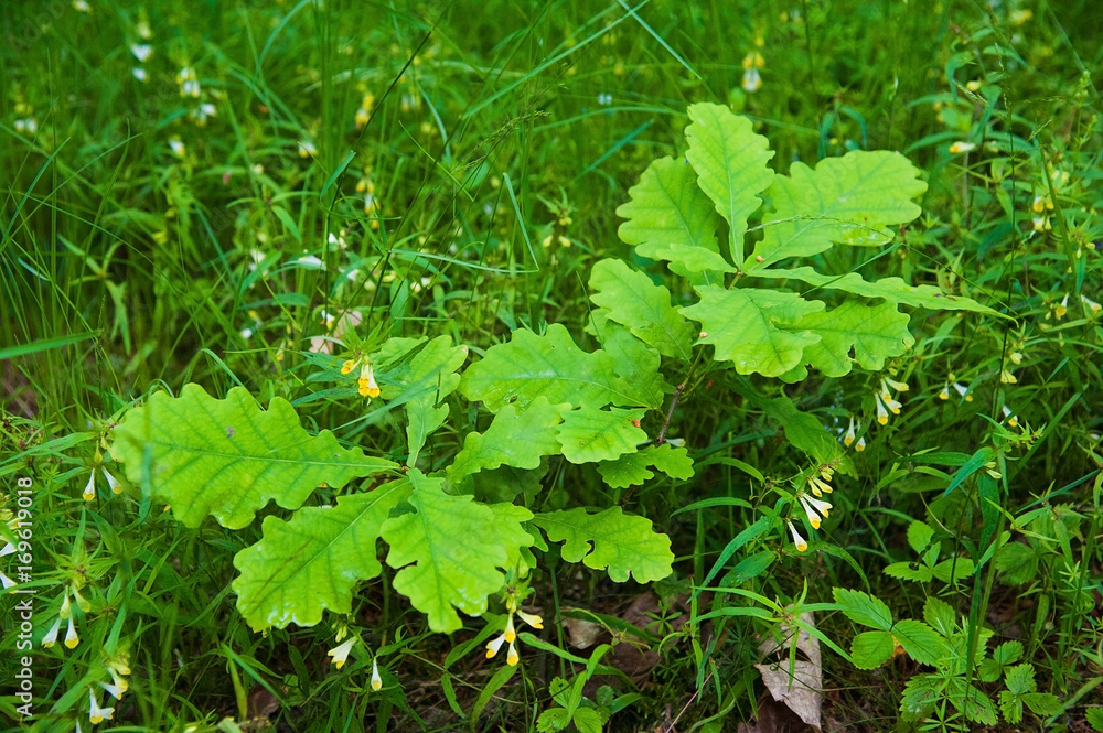Small oak tree in the forest Small oak tree in the forest