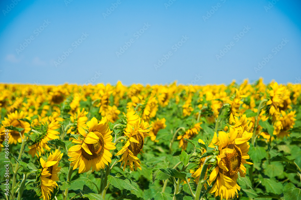 Obraz premium Sunflower field. Summer landscape