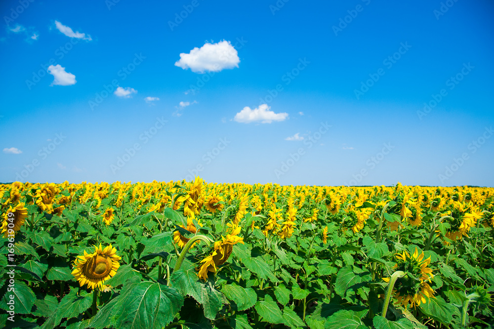 Obraz premium Sunflower field. Summer landscape