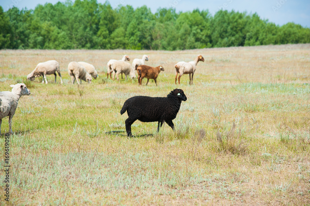 Obraz premium Flock of sheep on the meadow