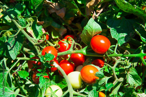Ripe tomatoes natural