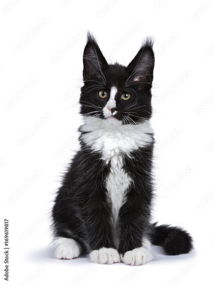 Black and white Maine Coon cat kitten sitting isolated on white Black and white Maine Coon cat kitten sitting isolated on white