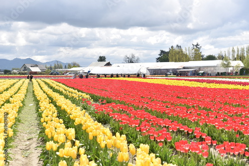Wallpaper Mural Tulip Festival Torontodigital.ca
