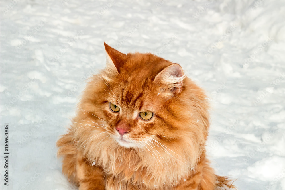 Red headed wondered cat sitting on snow