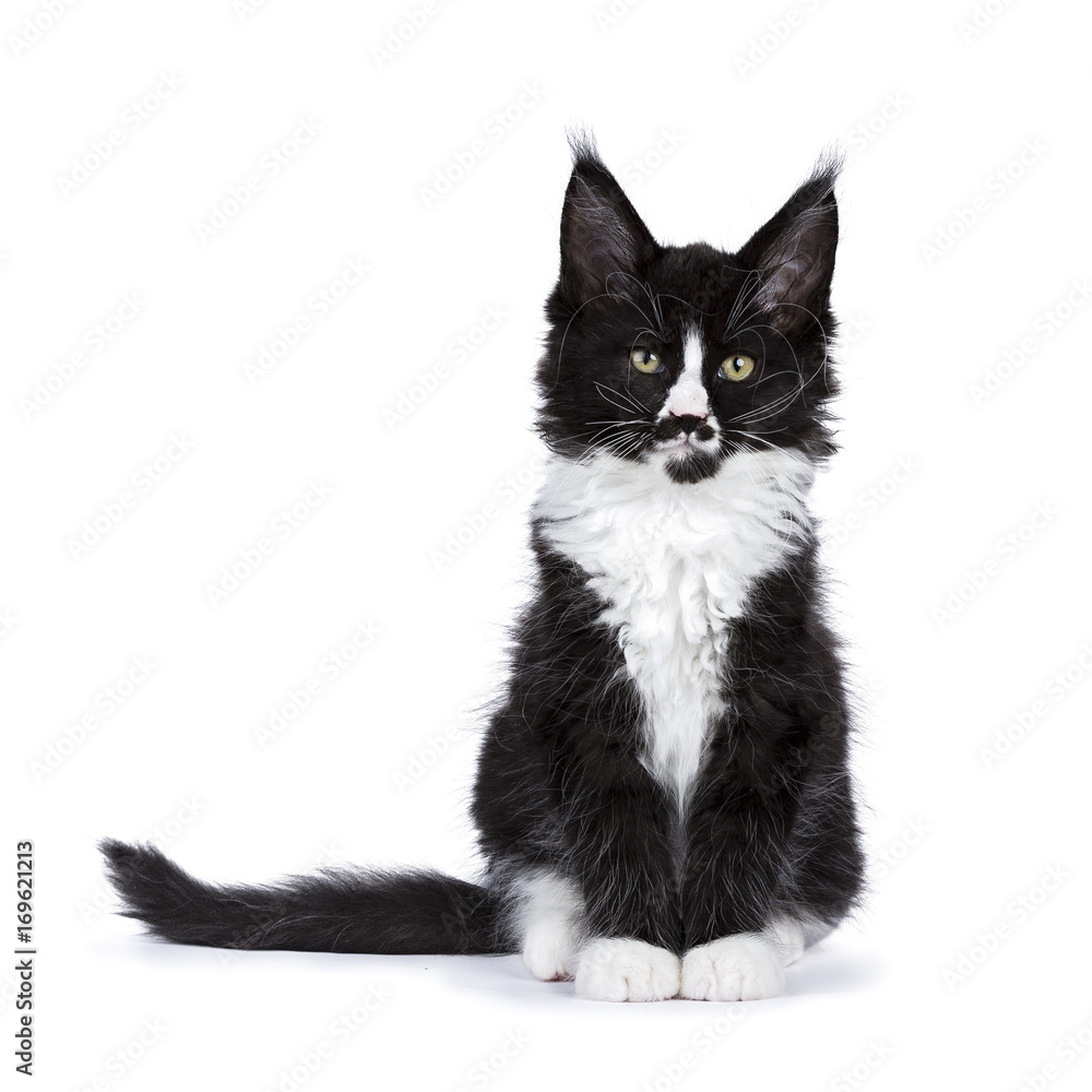 Black and white Maine Coon cat kitten with moustache sitting isolated on white