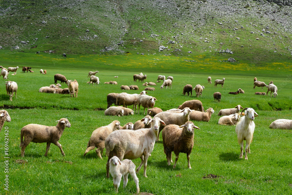 Obraz premium kid, lamb and sheep