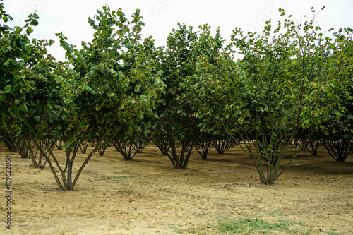 Field with hazelnut trees