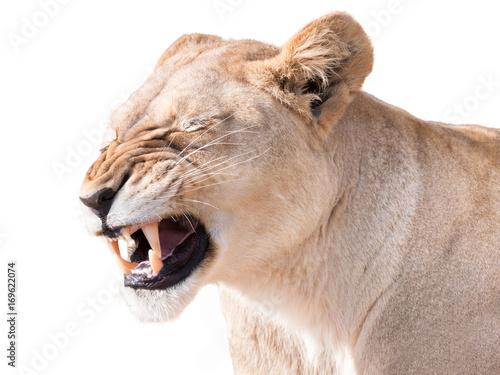 Sorrowful lioness