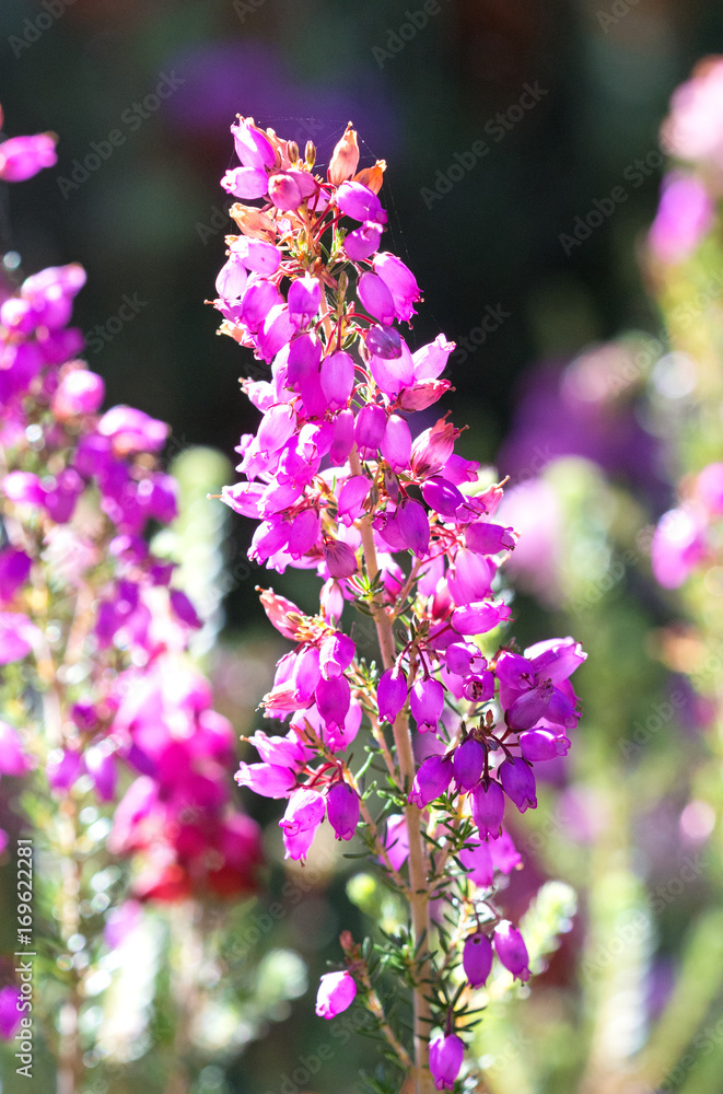 Bell heather (Erica cinerea) Galicia, Spain Bell heather (Erica cinerea) Galicia, Spain