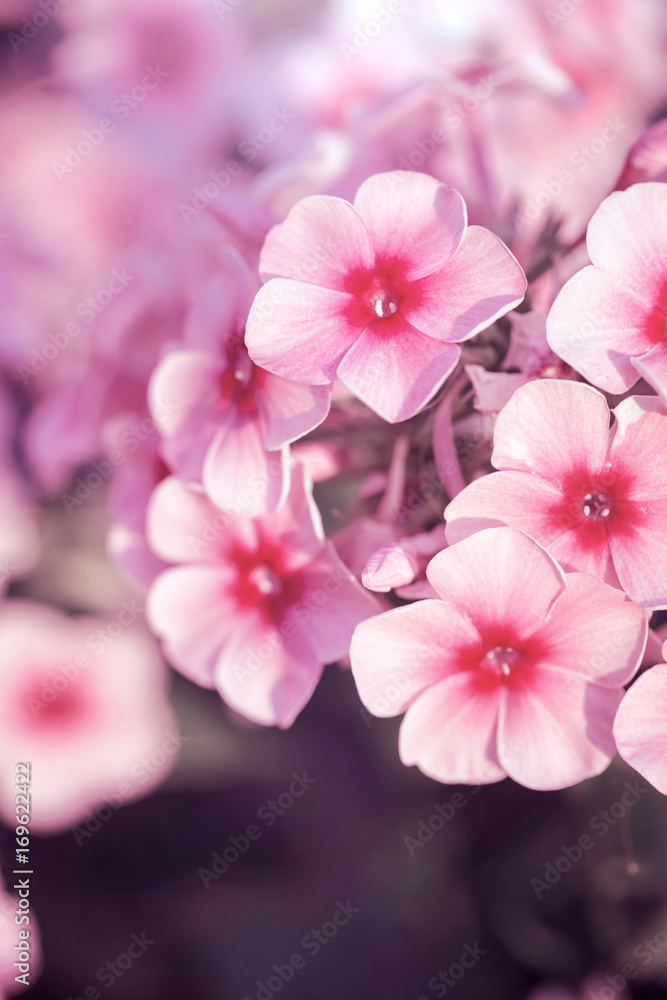 vintage picture of pink little flowers an morning soft light in garden flowerbed. Autumn outdoor nature macro photo