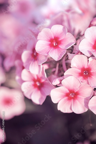 vintage picture of pink little flowers an morning soft light in garden flowerbed. Autumn outdoor nature macro photo