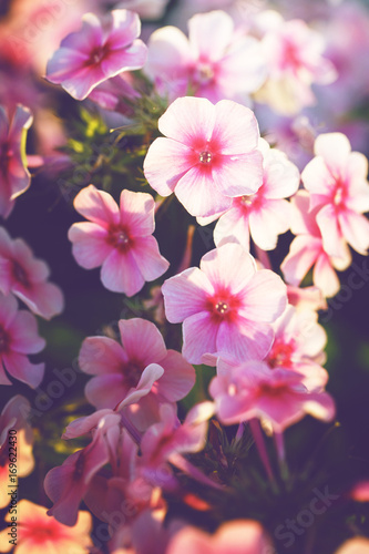 vintage picture of pink little flowers an morning soft light in garden flowerbed. Autumn outdoor nature macro photo