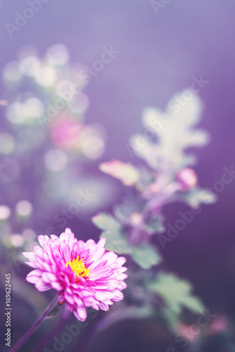 garden pink flower. Outdoor photo of nature with soft warm colors and romantic mood