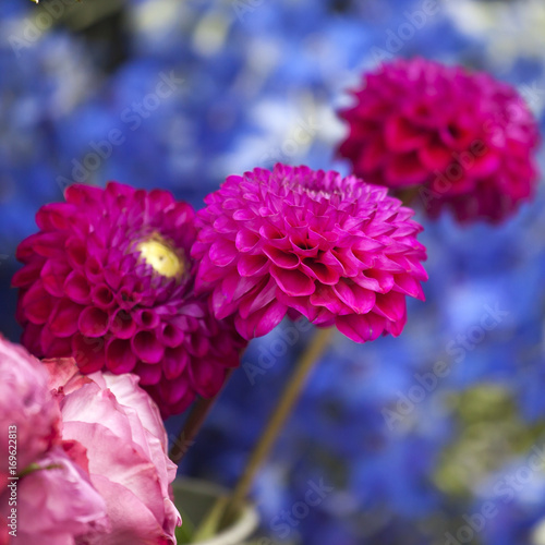 bouquet of dahlias in a galvanized bucket stands on a chair near the entrance to the store.