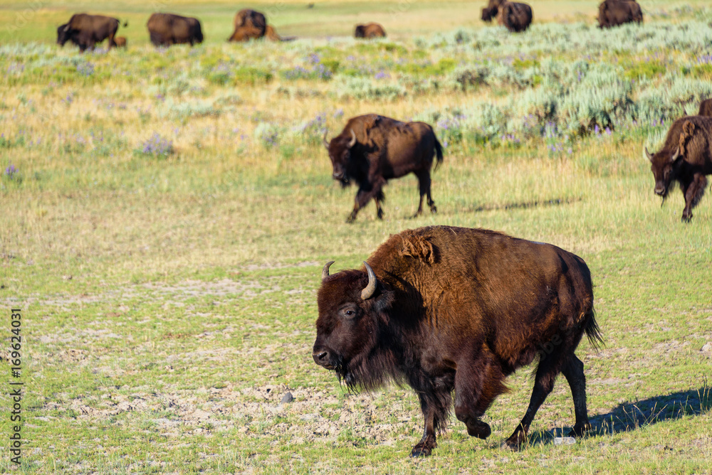 American Bison A.K.A. Buffalo running in the Prairie. Yellowstone National Park, USA American Bison A.K.A. Buffalo running in the Prairie. Yellowstone National Park, USA