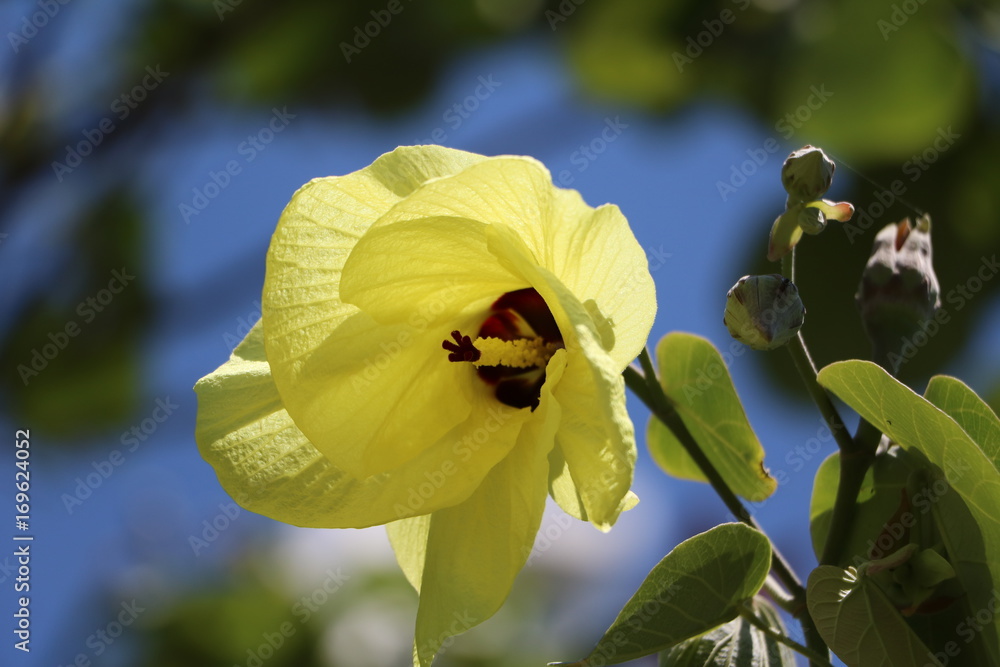 Obraz premium Yellow flower of Abelmoschus manihot, Queensland Australia