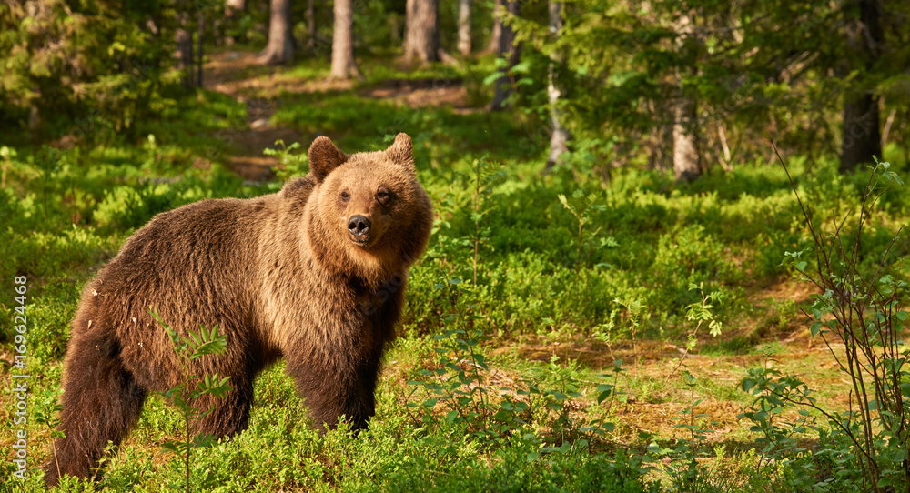 Wild brown bear